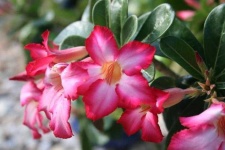 image of flower