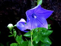 image of balloon_flower #43