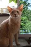 image of abyssinian #4