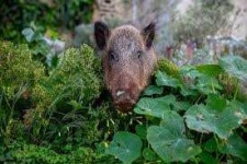 image of boar #13