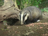 image of badger