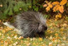 image of animal