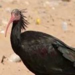 image of northern_bald_ibis #2