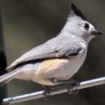 image of bird
