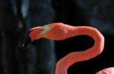 image of animal