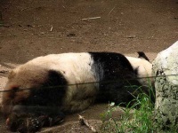 image of giant_panda