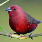 image of bird