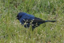 image of indigo_bunting