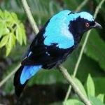 image of bird