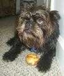 image of affenpinscher