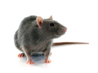 image of rat #14