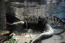 image of crocodile