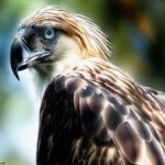 image of bird