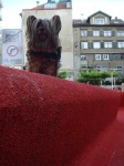 image of silky_terrier