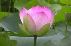 image of lotus