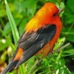 image of bird