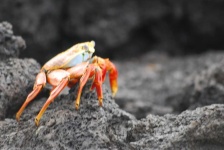image of animal