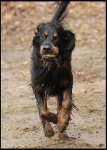 image of gordon_setter #10