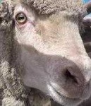 image of animal