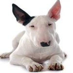 image of animal