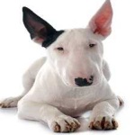 image of bull_terrier #15