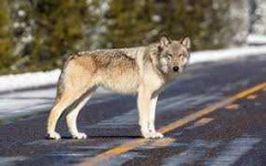 image of animal