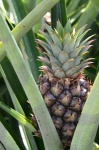 image of pineapple
