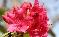 image of azalea #19