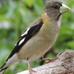 image of bird