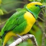 image of bird