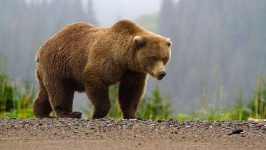image of animal