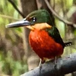 image of rufous_kingfisher #7