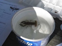 image of crayfish