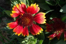 image of flower