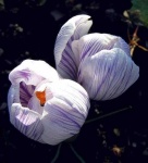 image of flower