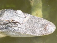 image of american_alligator