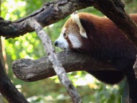 image of lesser_panda