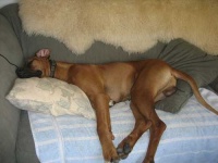 image of rhodesian_ridgeback