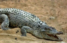 image of crocodile