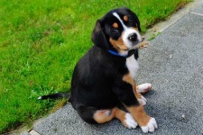 image of greater_swiss_mountain_dog