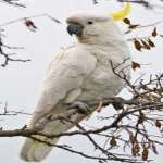 image of bird
