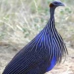 image of bird