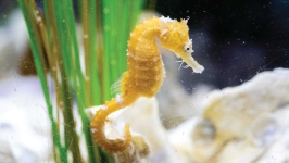 image of seahorse #20