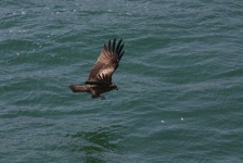 image of animal