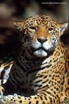image of jaguar_car