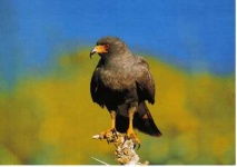 image of kite