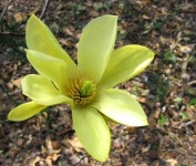 image of magnolia #57