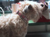 image of wheaten_terrier #24