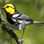 image of bird