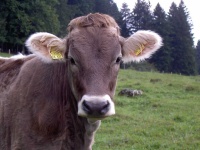 image of animal